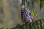 brown owl with mouse