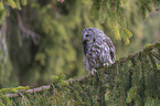 brown owl with mouse