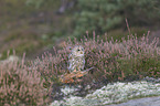 sitting Brown Owl