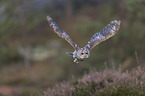 flying Brown Owl