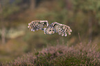 flying Brown Owl