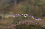 flying Brown Owl