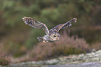 flying Brown Owl