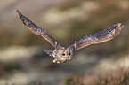 flying Brown Owl