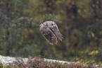 flying Brown Owl