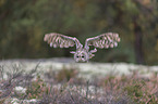 flying Brown Owl