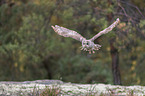 flying Brown Owl
