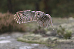 flying Brown Owl