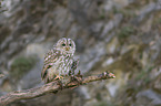 sitting Brown Owl