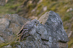 sitting Brown Owl