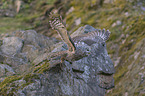 flying Brown Owl