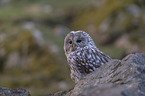 sitting Brown Owl