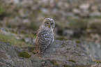 sitting Brown Owl