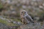 sitting Brown Owl