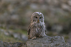 sitting Brown Owl