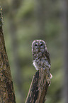 sitting Brown Owl