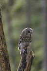 sitting Brown Owl
