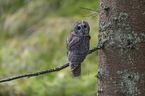 sitting Brown Owl