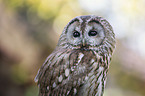 Brown Owl portrait