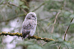 Tawny owl nestling sitting on branch