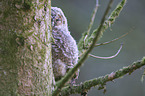 Tawny owl nestling sitting on branch