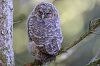 Tawny owl nestling sitting on branch