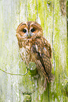 Tawny owl