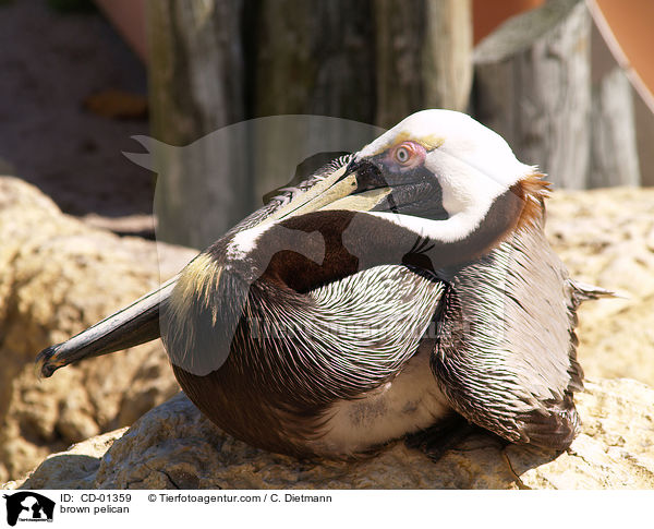 brown pelican / CD-01359