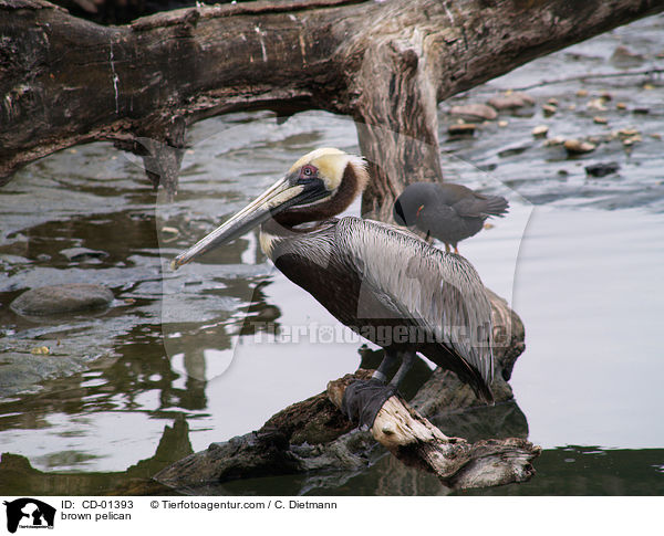 brown pelican / CD-01393