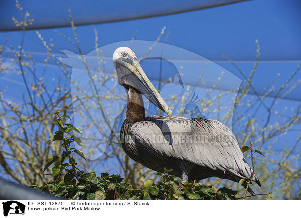 Braunpelikan Vogelpark Marlow / brown pelican Bird Park Marlow / SST-12875