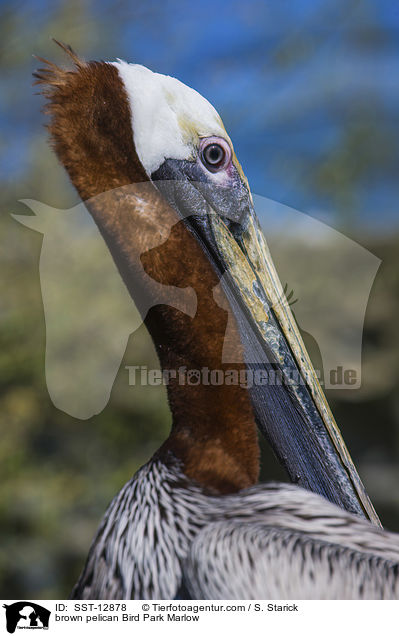 brown pelican Bird Park Marlow / SST-12878
