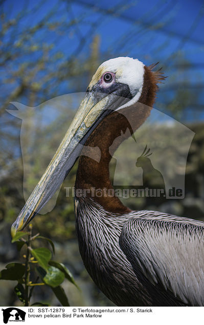 brown pelican Bird Park Marlow / SST-12879