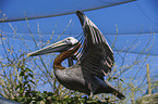 brown pelican Bird Park Marlow