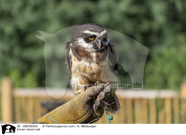 brown wood owl / AM-06054