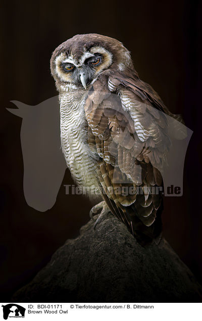 Malaienkauz / Brown Wood Owl / BDI-01171