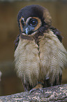 Brown Wood Owl