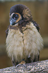 Brown Wood Owl