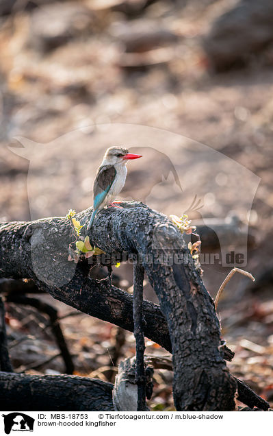 brown-hooded kingfisher / MBS-18753