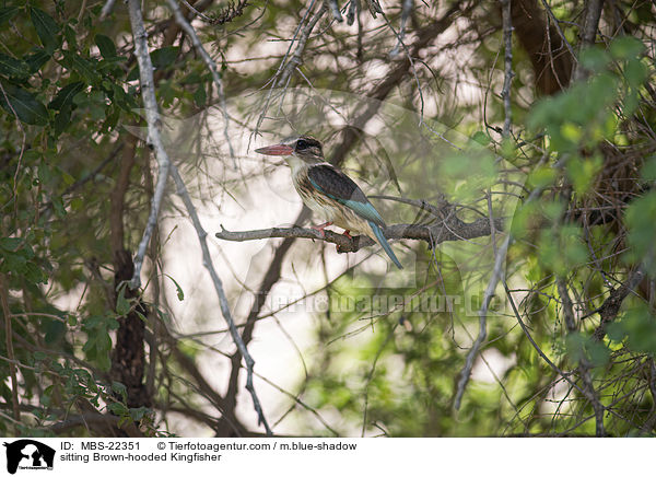 sitting Brown-hooded Kingfisher / MBS-22351
