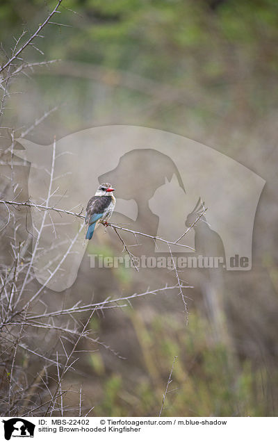 sitting Brown-hooded Kingfisher / MBS-22402