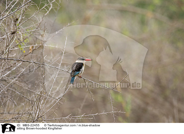 sitting Brown-hooded Kingfisher / MBS-22455