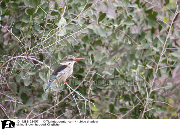 sitting Brown-hooded Kingfisher / MBS-22457