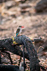 brown-hooded kingfisher