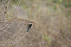 sitting Brown-hooded Kingfisher