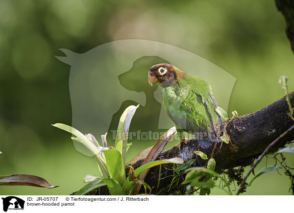 Grauwangenpapagei / brown-hooded parrot / JR-05707