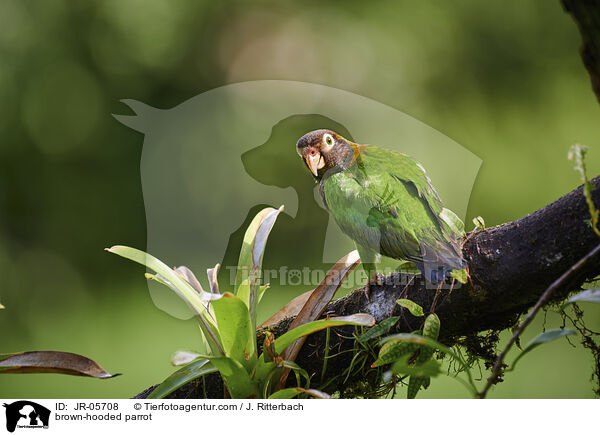brown-hooded parrot / JR-05708