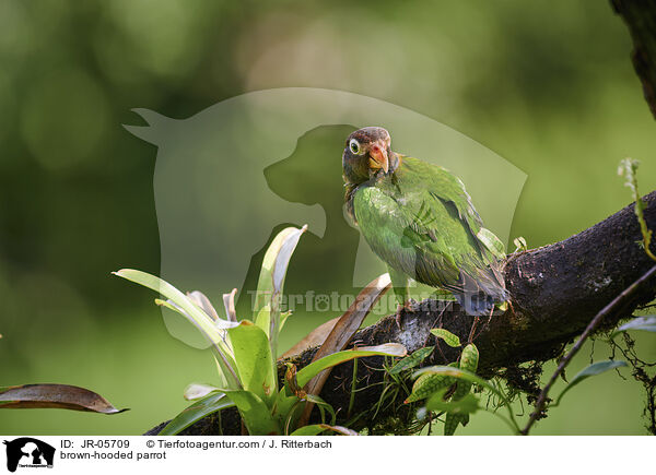 brown-hooded parrot / JR-05709