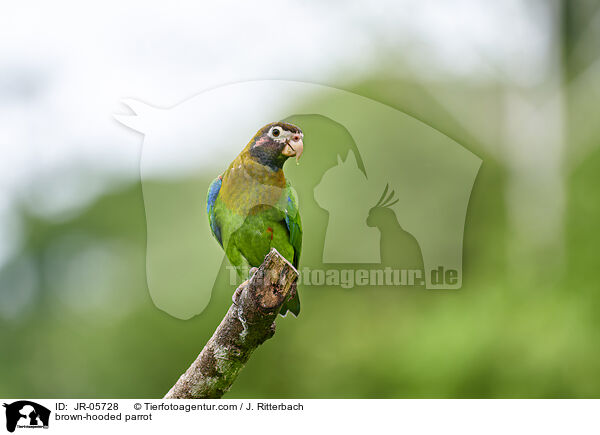 brown-hooded parrot / JR-05728