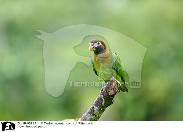 brown-hooded parrot / JR-05729
