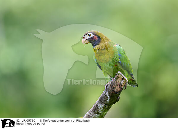 brown-hooded parrot / JR-05730